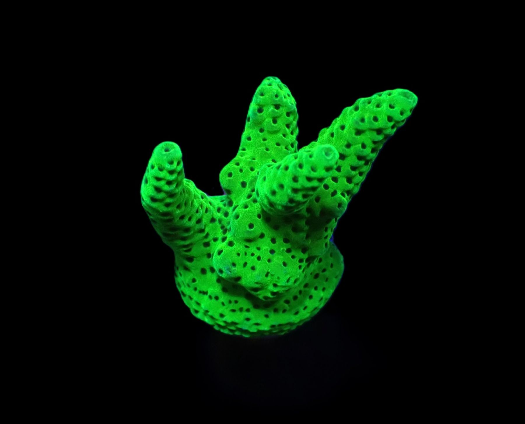 Acropora spp. (Green) (frag)